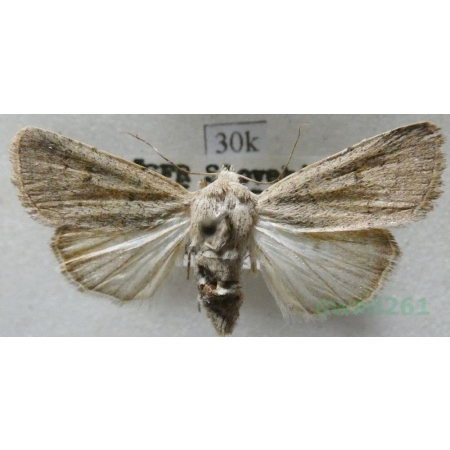 Hoplodrina respersa (Denis & Schiffermüller, 1775) Czech30k